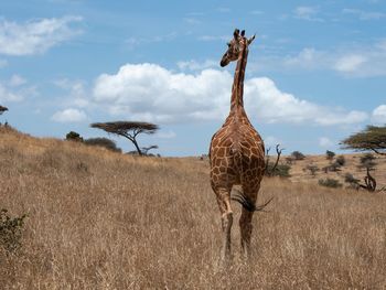 View of giraffe on field against sky