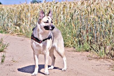 Dog looking away outdoors