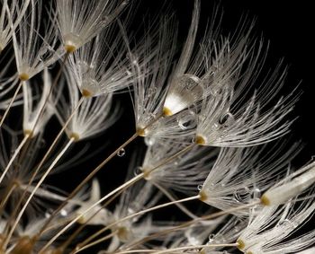 Close-up of plant against white background