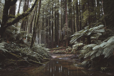 View of trees in forest