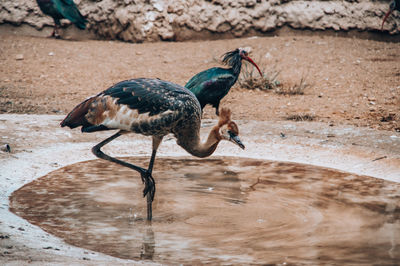 Close-up of bird in water