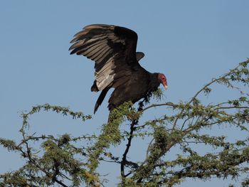 Low angle view of eagle perching on tree against clear sky