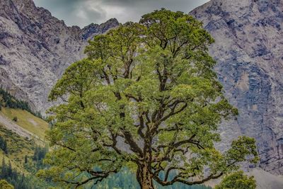 Scenic view of tree mountains against sky