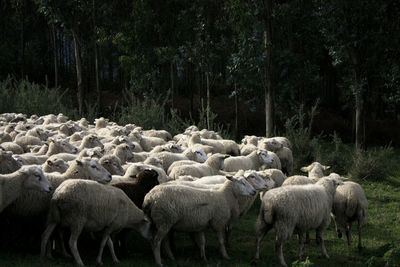 Sheep grazing in pasture