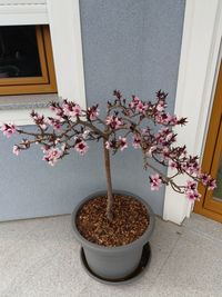 Flower pot on table by window at home