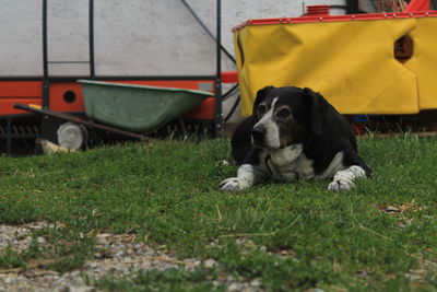 Dog relaxing on field