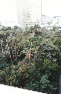 Trees and plants in city