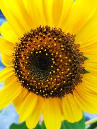 Close-up of yellow sunflower