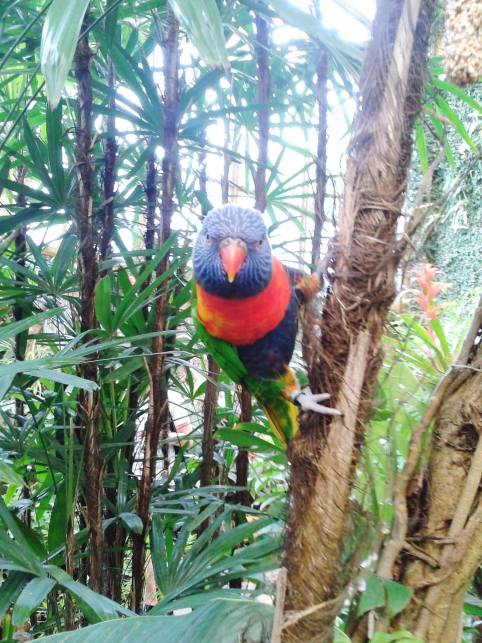 tree, plant, parrot, animal wildlife, animal themes, animal, jungle, bird, nature, wildlife, growth, branch, day, rainforest, one animal, perching, rainbow lorikeet, tree trunk, trunk, no people, green, beauty in nature, outdoors, land, low angle view, pet, leaf, plant part, forest