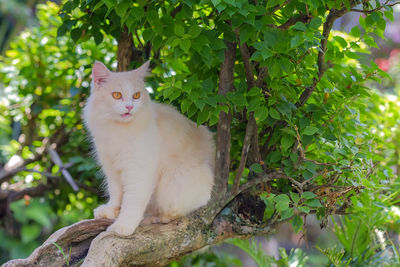 Cat looking away on tree branch