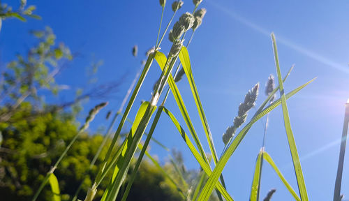 Low angle view of stalks against blue sky