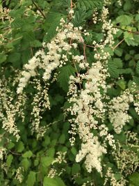 Close-up of white flowering plant