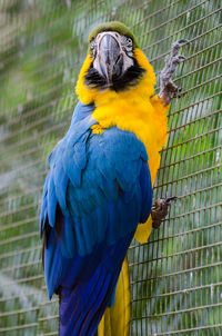 Close-up of blue parrot perching in cage