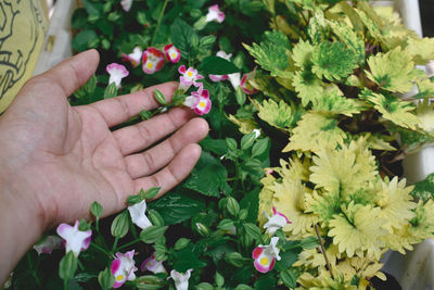 Close-up of hand holding bouquet of flowering plant