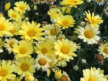 High angle view of yellow flowering plants