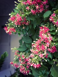 Close-up of pink flowers blooming outdoors