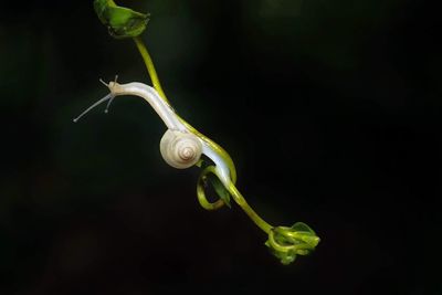 Close-up of green plant against black background