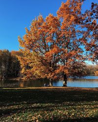 Trees by lake against clear sky during autumn