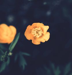 Close-up of orange rose flower