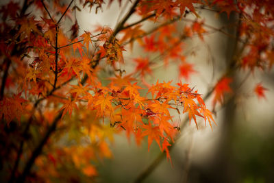 Close-up of maple leaves on tree during autumn