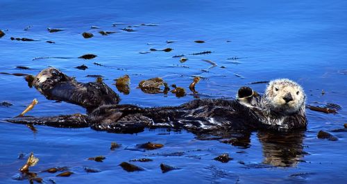 Otters swimming in sea