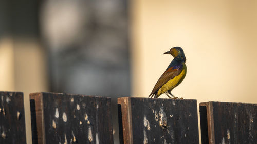 Close-up of bird perching on wooden post