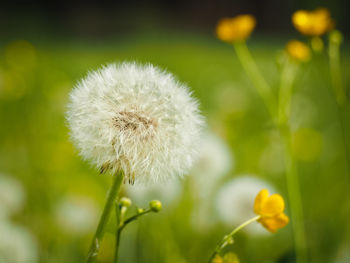 Close-up of dandelion flower on field