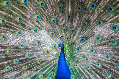 Close-up of peacock