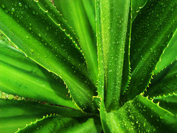 Full frame shot of succulent plant