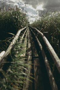 Close-up of fresh plants on field against sky