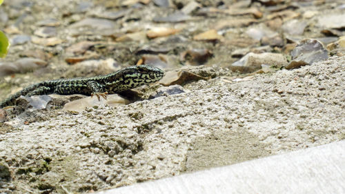 Close-up of lizard on rock