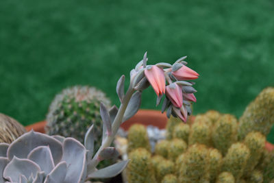 Cactus and succulent - echeveria - rose stone flowers