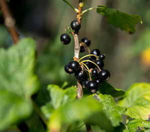 Close-up of berries on plant