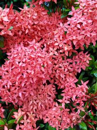 Close-up of red flowers blooming outdoors