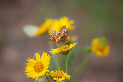 Close-up of butterfly pollinating on yellow flower