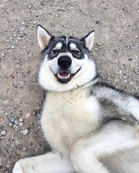 High angle portrait of dog sitting outdoors