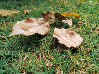 Close-up of autumn leaf on grass