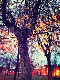 Low angle view of bare trees