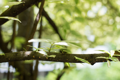 Close-up of plant growing on tree