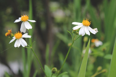 Close-up of white daisy flowers on field
