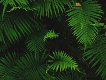 Close-up of green leaves