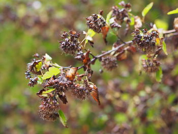 Close-up of wilted plant