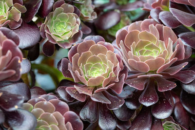 Full frame shot of succulent plant