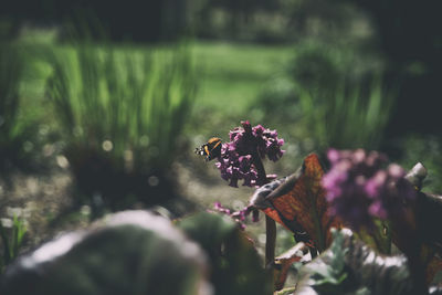 Close-up of butterfly pollinating on flower