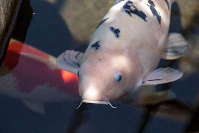 Close-up of fish swimming in water