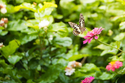 Close-up of butterfly pollinating flower