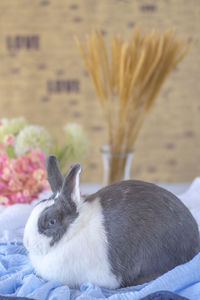 Close-up of a rabbit on bed