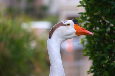 Close-up of a bird looking away