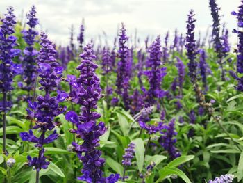 Close-up of purple flowering plants on field