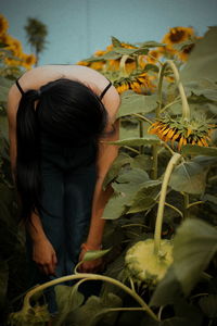 Woman bending amidst sunflowers on farm